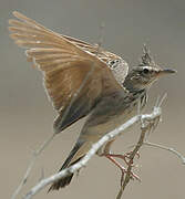 Crested Lark