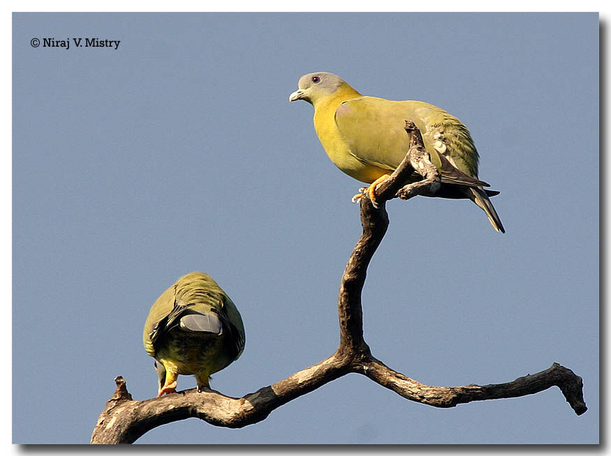 Yellow-footed Green Pigeon