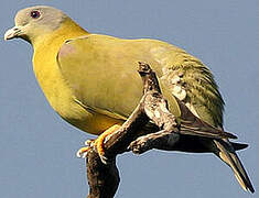 Yellow-footed Green Pigeon