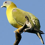 Yellow-footed Green Pigeon