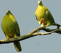 Yellow-footed Green Pigeon