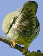 Yellow-footed Green Pigeon