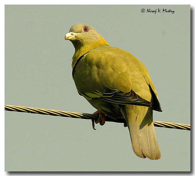 Yellow-footed Green Pigeon