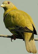 Yellow-footed Green Pigeon