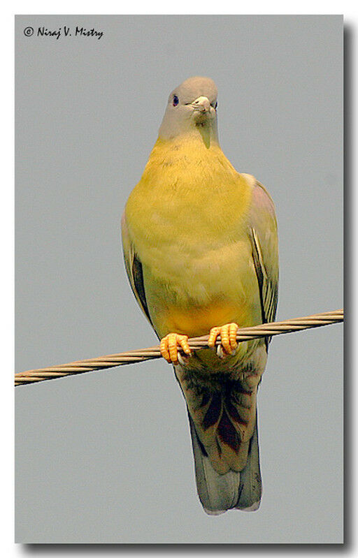 Yellow-footed Green Pigeon