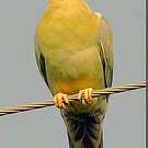 Colombar commandeur