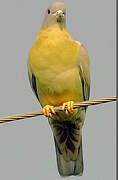 Yellow-footed Green Pigeon