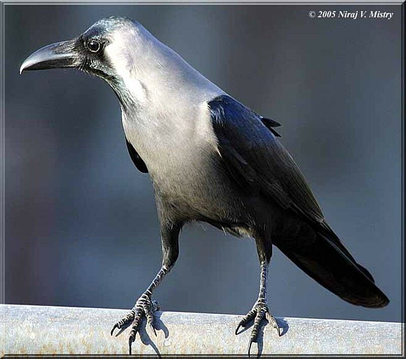 House Crow