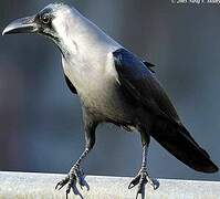 House Crow