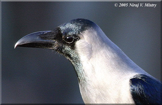 House Crow