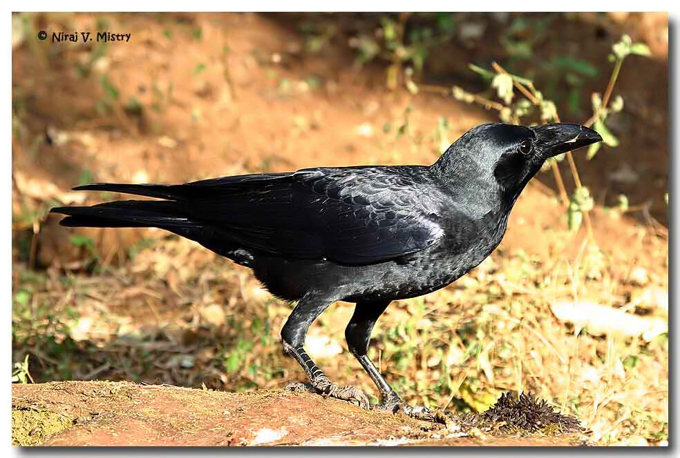 Indian Jungle Crow