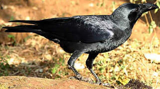 Indian Jungle Crow