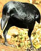 Indian Jungle Crow