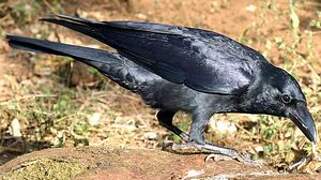 Indian Jungle Crow