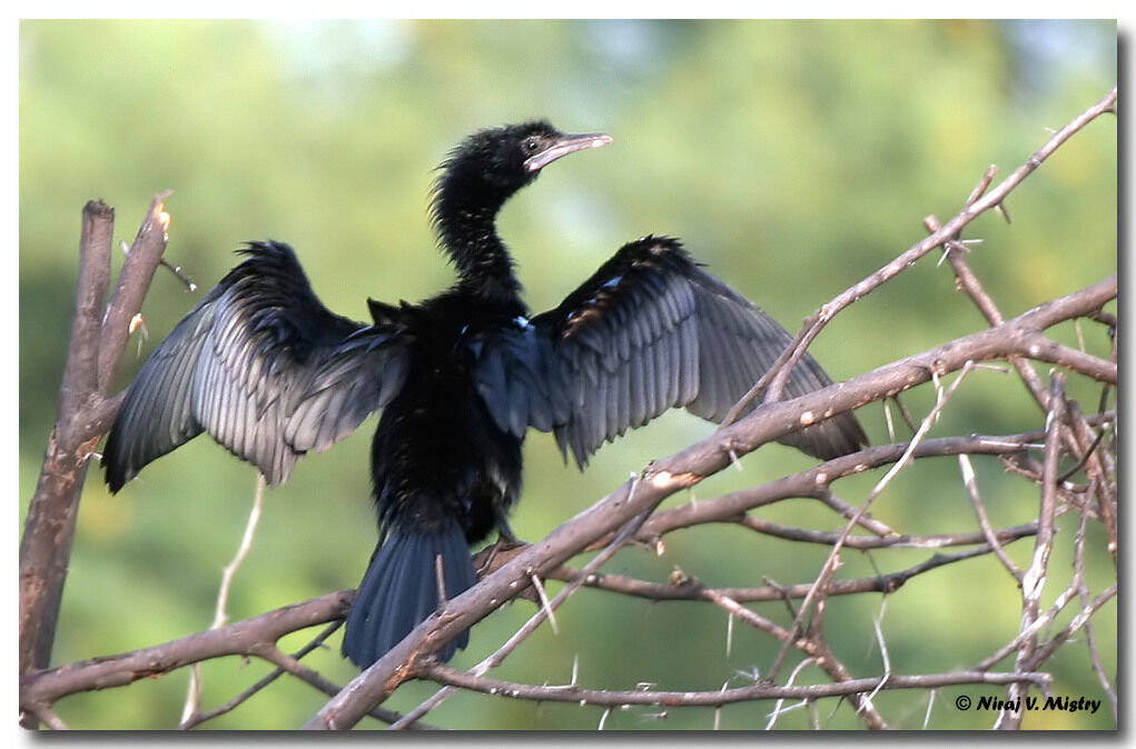 Cormoran de Vieillot