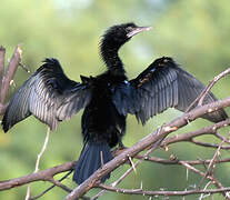 Cormoran de Vieillot