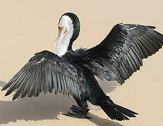 Australian Pied Cormorant