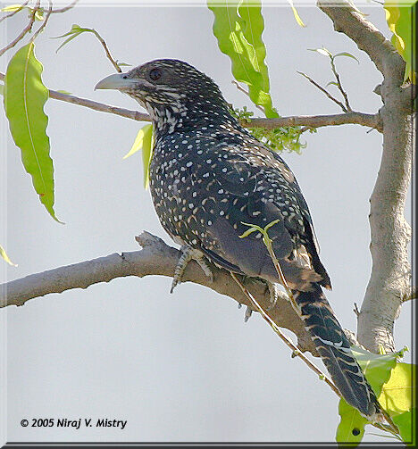 Asian Koel