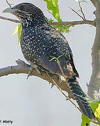 Asian Koel