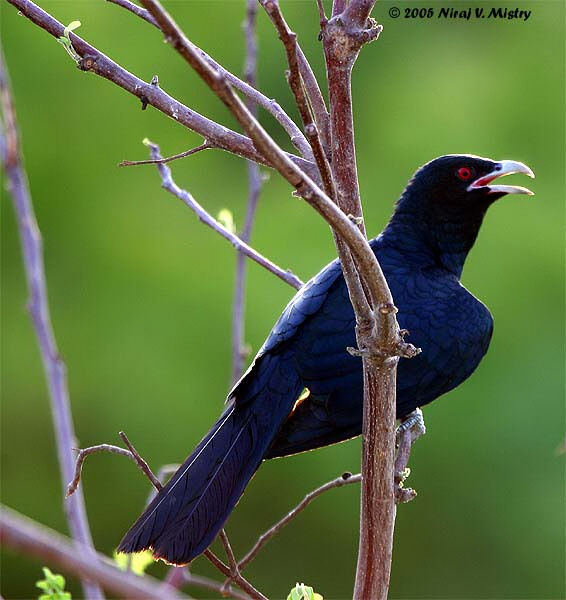 Asian Koel