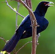 Asian Koel