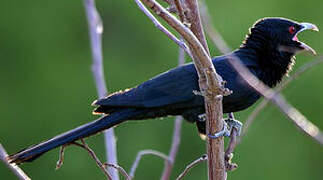 Asian Koel