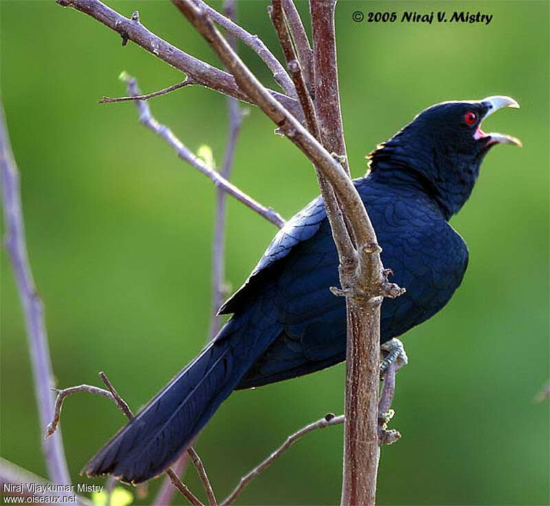 Asian Koel male adult, identification