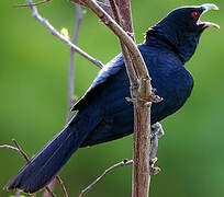 Asian Koel