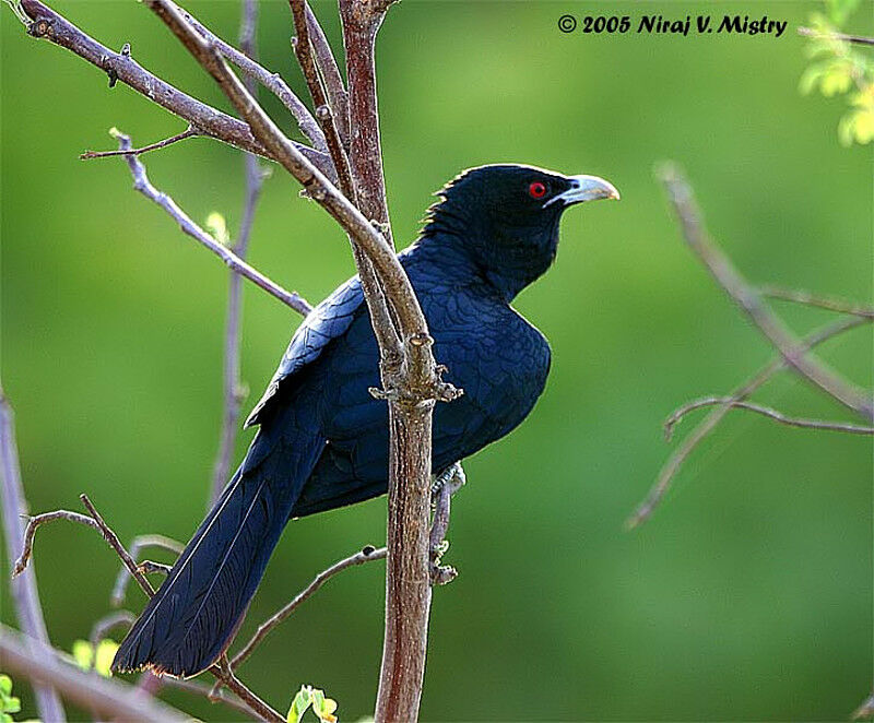 Asian Koel