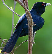 Asian Koel