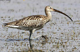 Eurasian Curlew