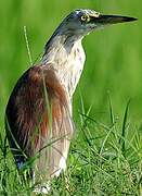 Indian Pond Heron