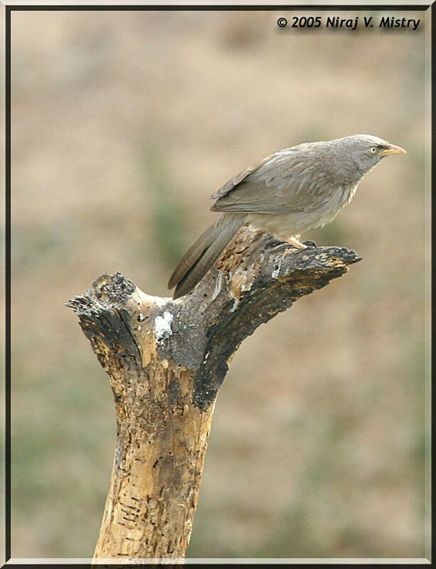 Cratérope de brousse