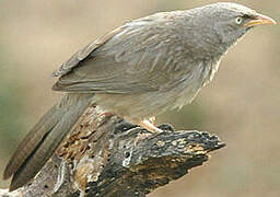 Jungle Babbler