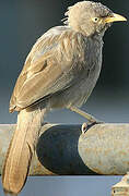 Jungle Babbler