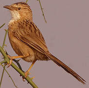 Common Babbler