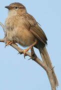 Common Babbler