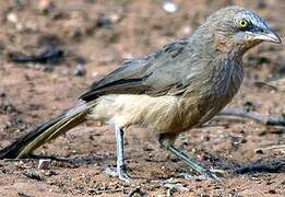 Large Grey Babbler