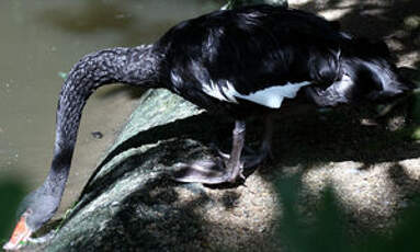 Cygne noir