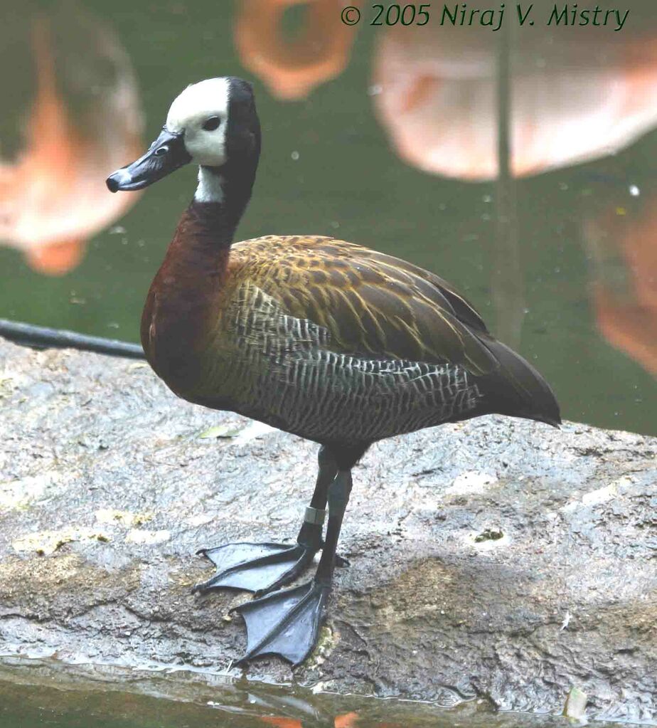 Dendrocygne veuf