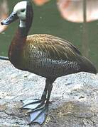 Dendrocygne veuf