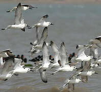 Crab-plover