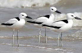 Crab-plover