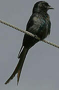 Black Drongo