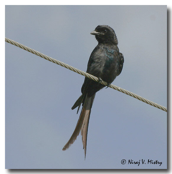 Drongo royal