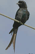 Black Drongo