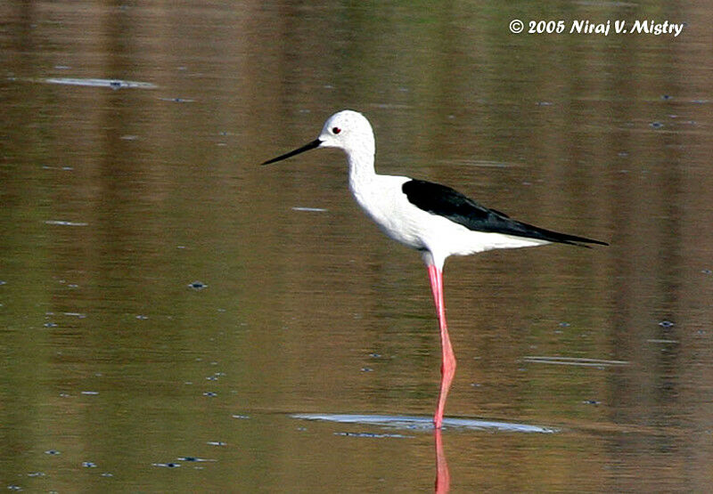 Black-winged Stilt