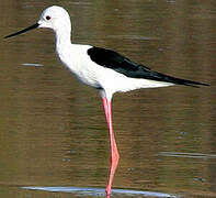 Black-winged Stilt