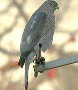 Shikra