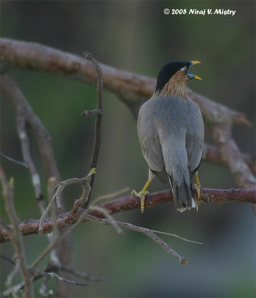 Brahminy Starling